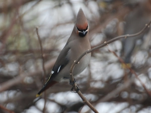 Waxwing, branch