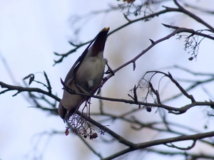 Waxwing, branch pics