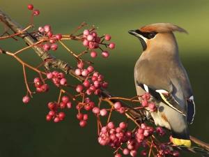 Waxwing, twig