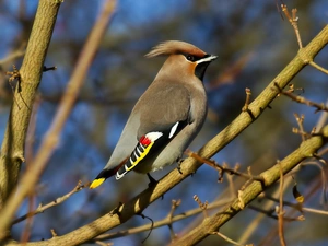 Waxwing, Twigs
