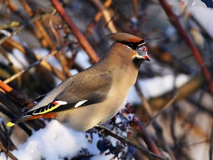 Waxwing