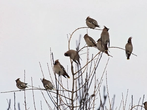 Waxwings, branch pics