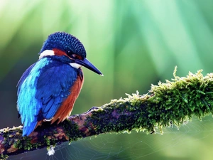 branch, Web, birdies, kingfisher, color