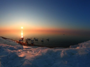 Swan, sun, Icecream, west