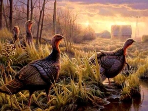 turkeys, sun, water, west