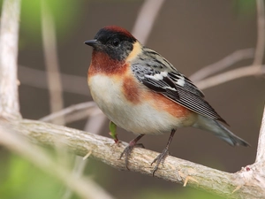 Bird, White, Belly, Warbler Chestnut