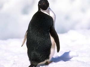 black, penguin, snow, White