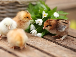 chickens, Flowers, snowdrops, White