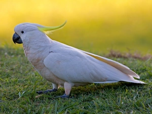 White, cockatoo