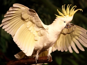 White, cockatoo