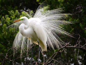 White Heron, feather