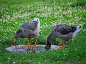 puddle, White-fronted geese, Meadow
