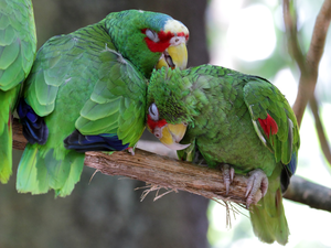 Two, white-fronted, branch, Parrots