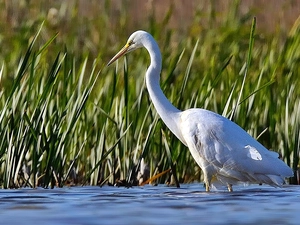 heron, River, Cane, White