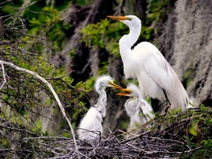 heron, young, nest, White