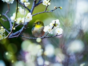 Flowers, Spring, Japanese White-eye, twig, Bird