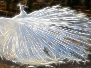 White, peacock