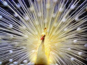 White, peacock