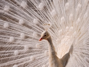 White, peacock