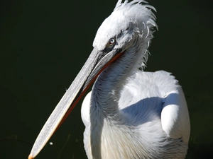 White, pelican