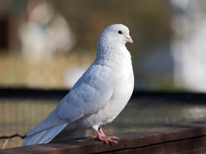 White, pigeon