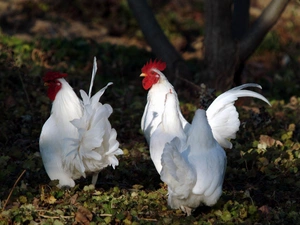 White, roosters