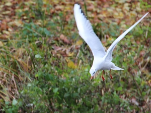 White, seagull