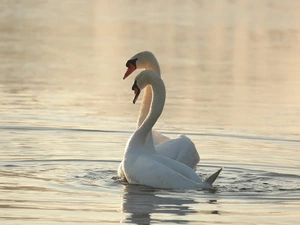 Swan, Two cars, White