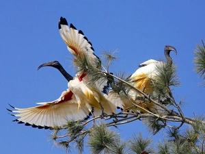 trees, birds, Ibis White