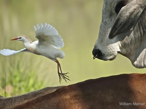 young, heron, buffalo, White