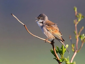 whitethroat