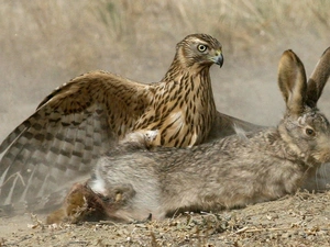 Wild Rabbit, hawk
