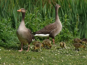 little doggies, goslings, wild, geese, Two