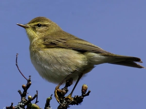 Willow Warbler, Twigs