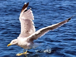landing, wings, albatross, water, Bird
