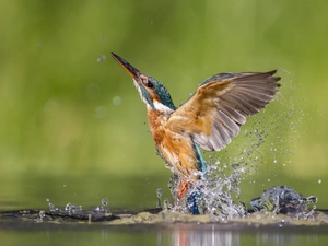 Splash, wings, Bird, water, kingfisher