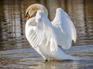 spread, wings, Bird, Swans, White