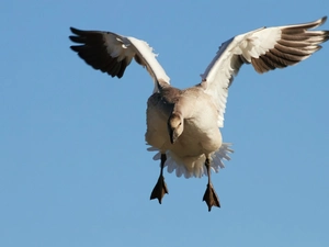 wings, goose, flight
