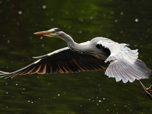 wings, heron, flight