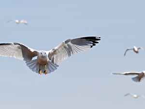 wings, flying, gulls