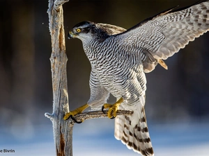 hawk, branch, claws, wings