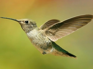 wings, Hummingbird, nose