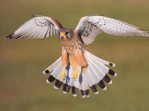 Bird, wings, rapprochement, Common Kestrel