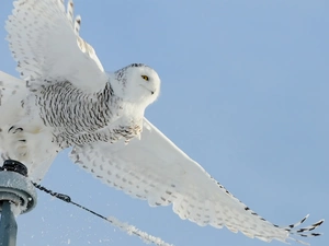 wings, owl, snow