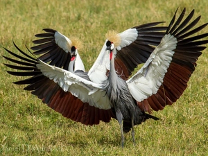 wings, cranes, spread