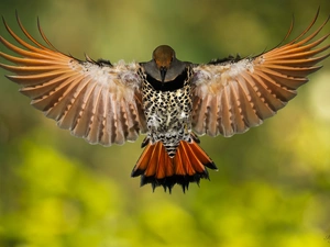 wings, woodpecker, spread