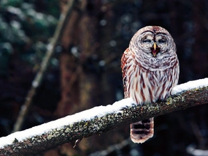 viewes, winter, branch, trees, owl