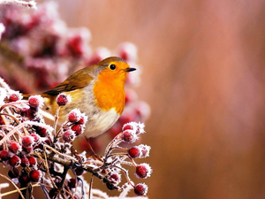 winter, robin, branch