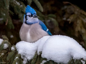 winter, jay, conifer