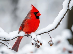 A snow-covered, twig, Bird, Northern Cardinal, winter